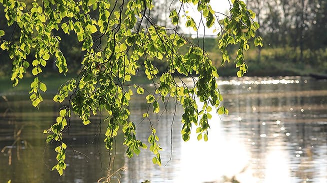 Baum am See