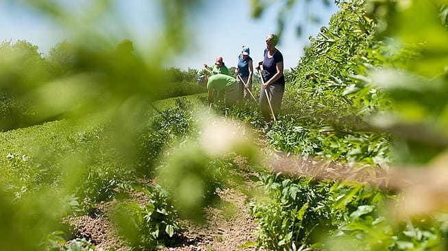 Gärtnerinnen arbeiten auf einem Feld