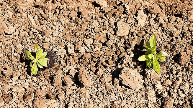Zwei kleine Pflanzen stehen in Toepfen auf trockener Erde