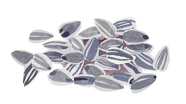 Helianthus Annuus (Sunflower) Seed Wax