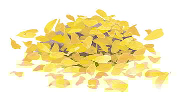 Helianthus Annuus (Sunflower) Petal Extract