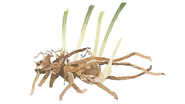 Ruscus Aculeatus Root Extract