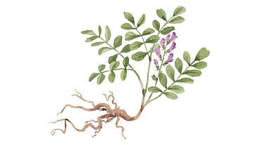 Glycyrrhiza Glabra (Licorice) Root Extract