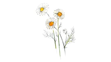 Chamomilla Recutita (Matricaria) Flower Extract