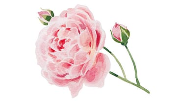 Rosa Damascena Flower Oil