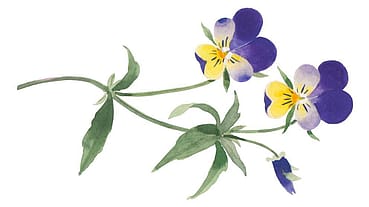 Viola Tricolor Extract