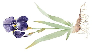 Iris Germanica Root Extract