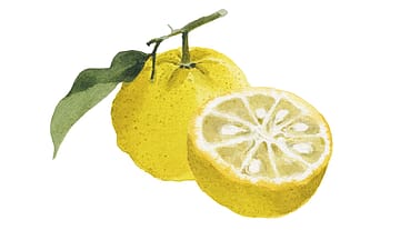 Citrus Junos Peel Extract
