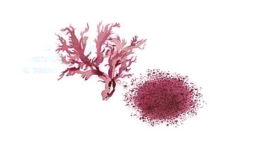 Haematococcus Pluvialis Extract