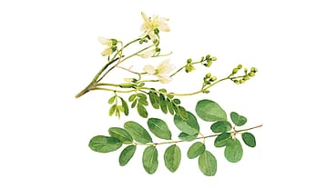 Moringa Oleifera Seed Oil