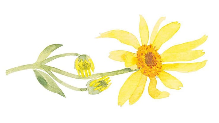 Arnica Montana Extract