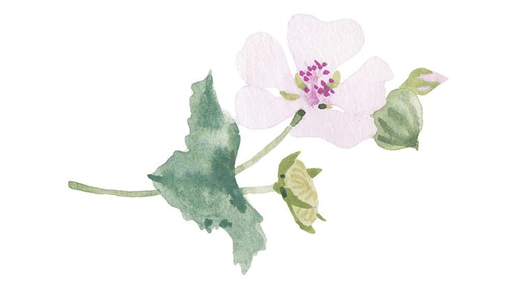 Althaea Officinalis Leaf Extract