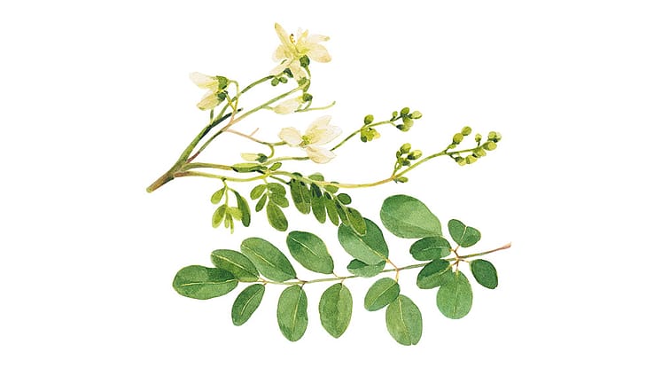 Moringa Oleifera Seed Oil