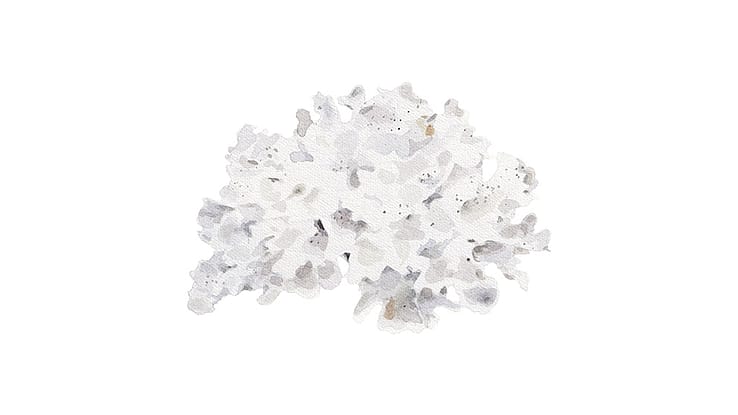 Tremella Fuciformis Sporocarp Extract
