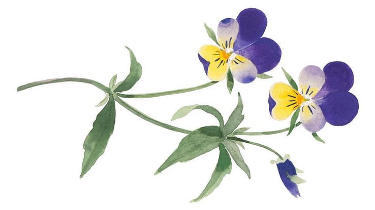viola_tricolor_extract.jpg