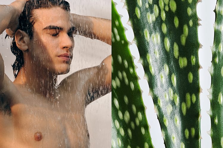 Split Image, auf der linken Seite ein Mann der sich duscht, auf der rechten Seite eine Aloe Vera