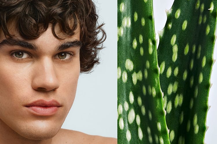 Split Image, links Männergesicht, rechts Aloe Vera