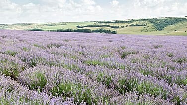 Lavanda Gel za tuširanje