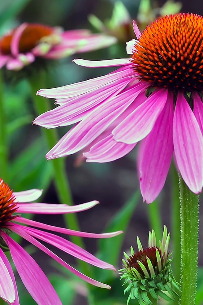 Schalen mit Heilpflanzen