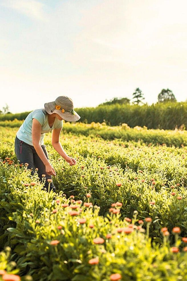 Récolte de calendula