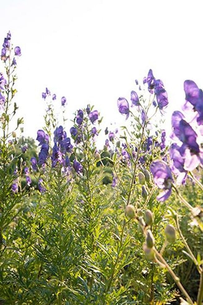 Bluehender Blauer Eisenhut im Garten