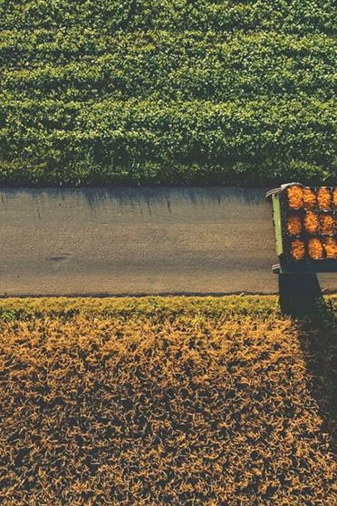 Traktor mit geernteter Calendula auf dem Feld