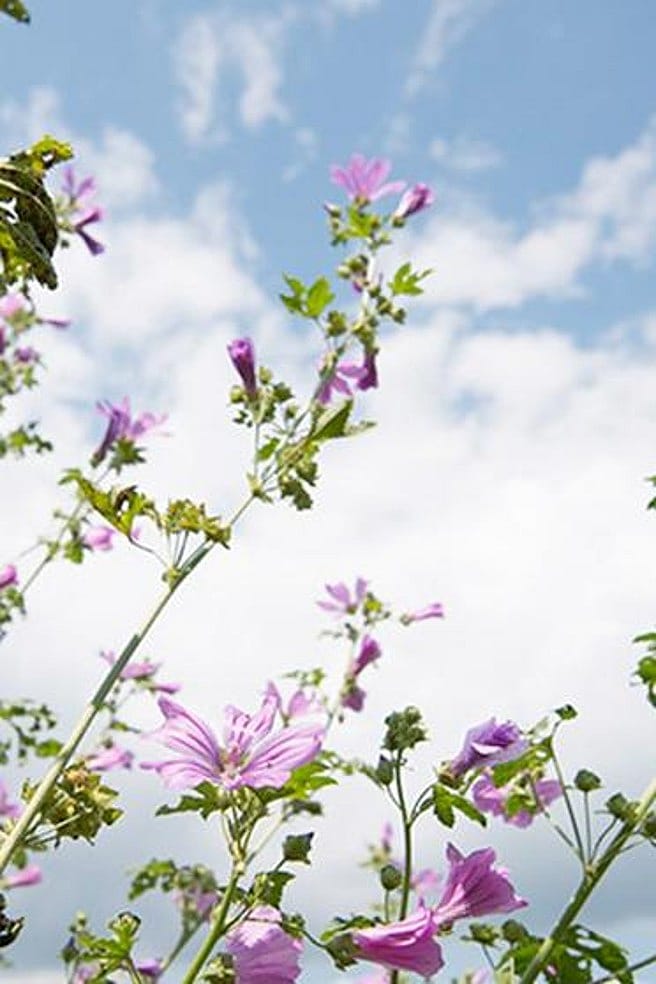 Wilde Malve mit Himmel und weissen Wolken im Hintergrund