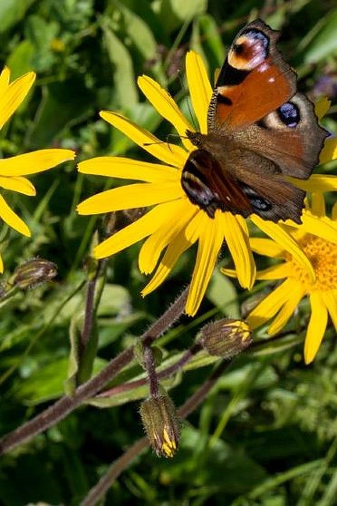 Gelbe Blüte der Heilpflanze Arnika montana