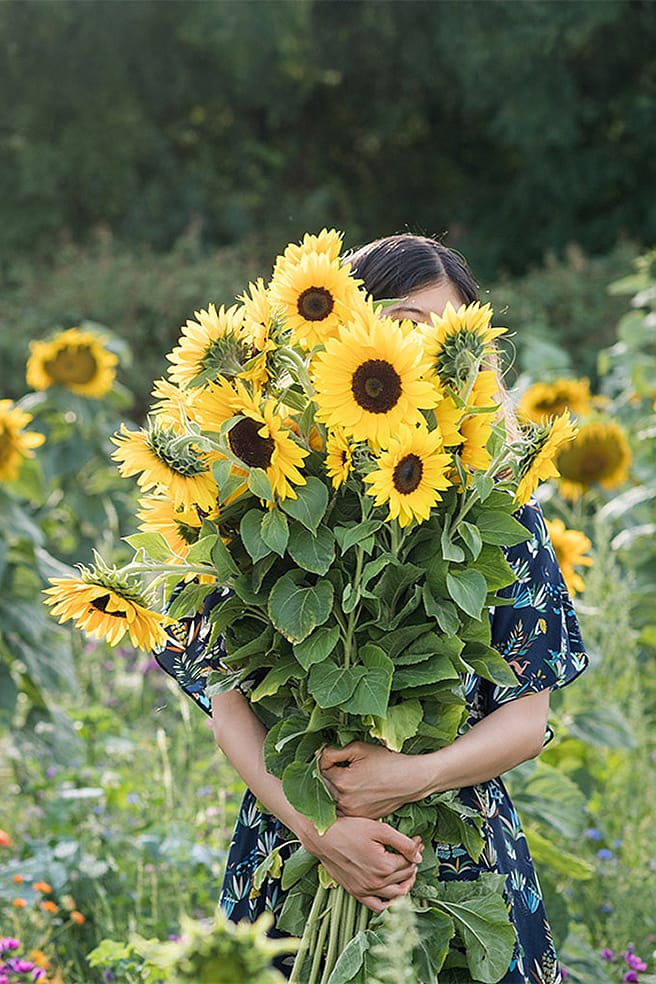Frau steht in einem Sonnenblumenfeld und haelt sich grossen Sonnenblumenstrauss vor das Gesicht