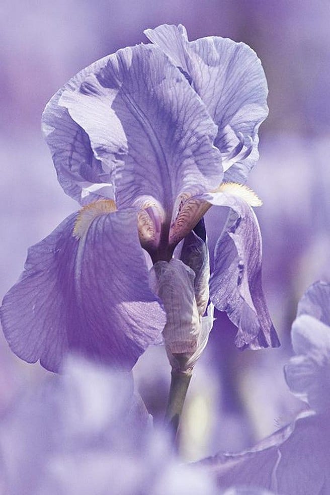 Iris Blüte von nahem
