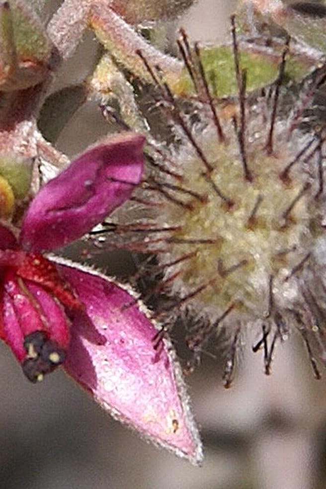 Ratanhia