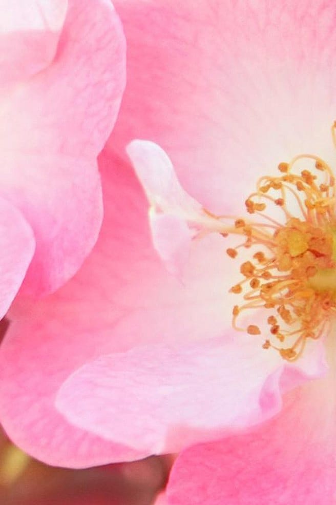 Wildrose