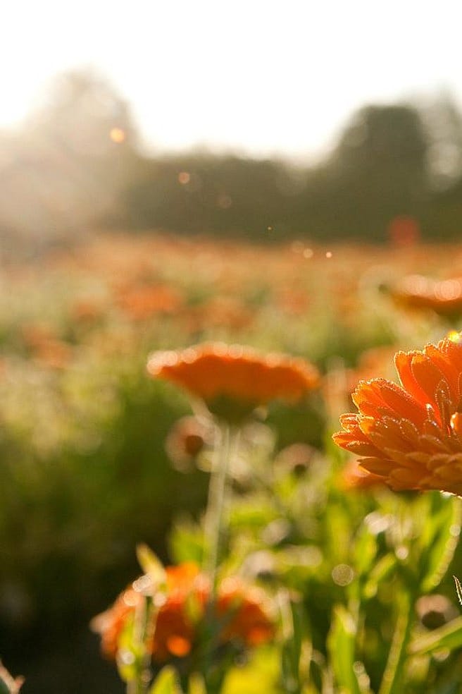Des courbatures après le sport