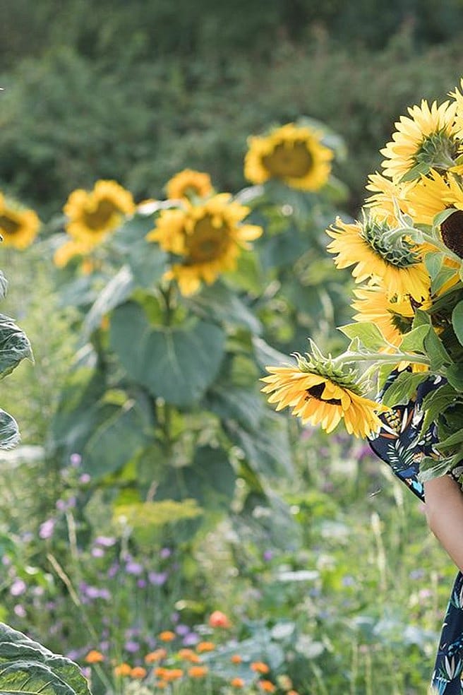 Frau steht in einem Sonnenblumenfeld und haelt sich grossen Sonnenblumenstrauss vor das Gesicht