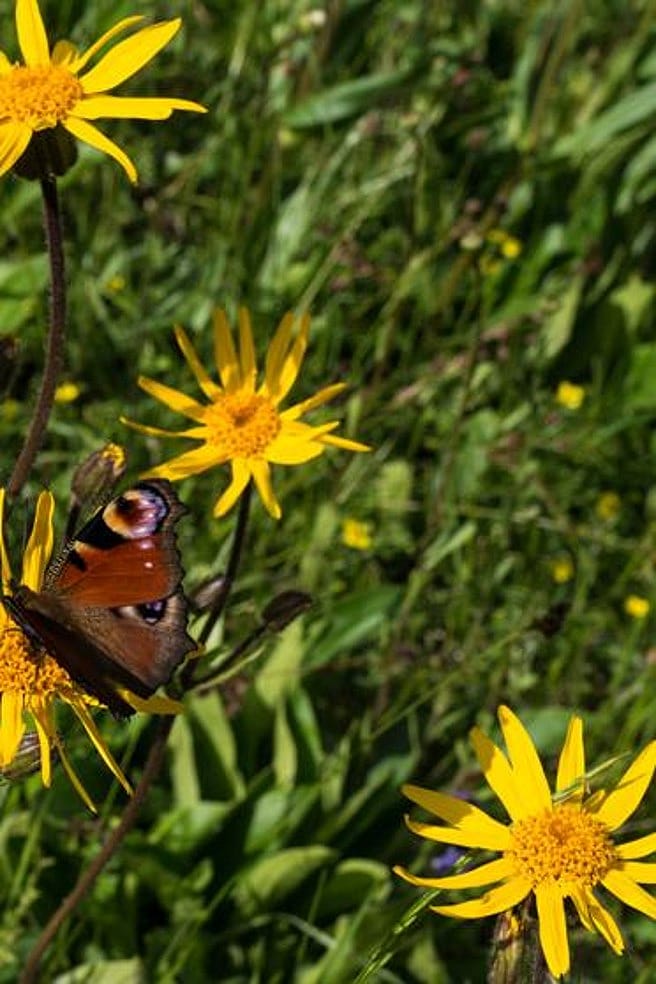 Gelbe Blüte der Heilpflanze Arnika montana