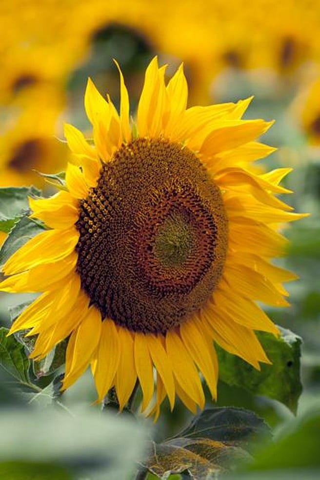 Sonnenblumen