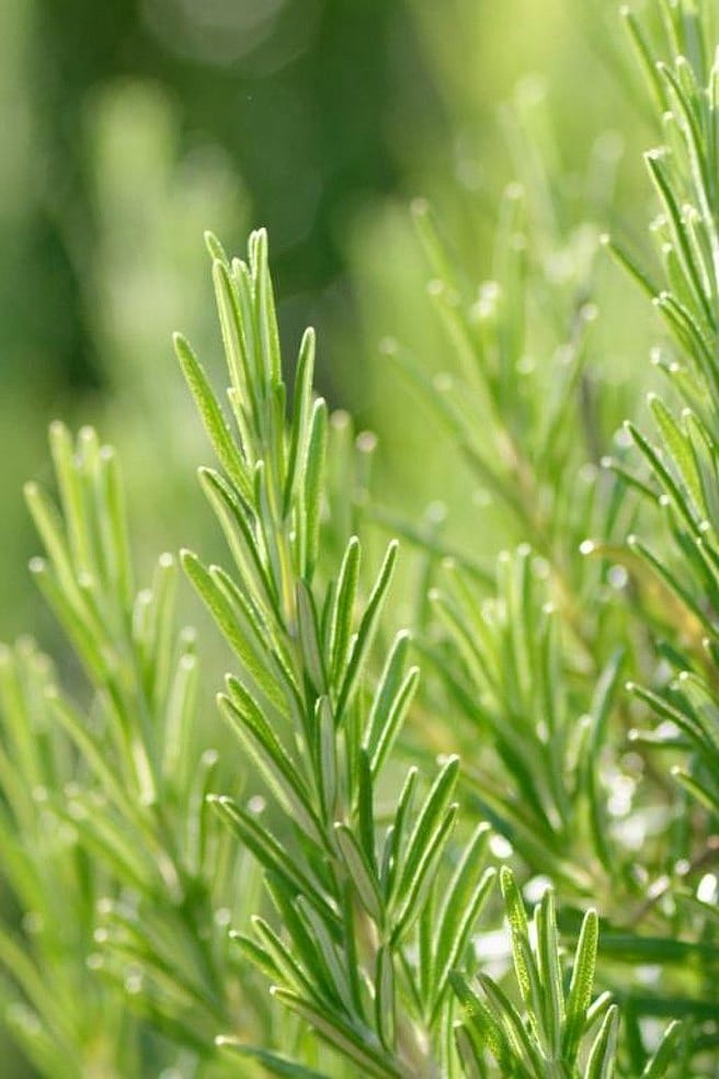 Rozemarijn geneeskracht