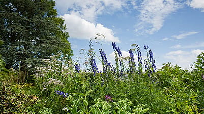 Fiorellini blu in mezzo ad un campo
