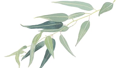 Eucalyptus