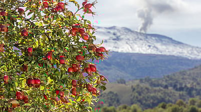 Hagenutten der wilden Rosa Mosqueta