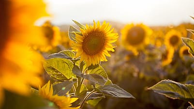 Sonnenblumen in der Sonne