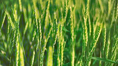 Weizenhalme auf dem Feld