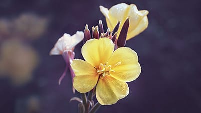 Gelbe Blueten der Nachtkerze