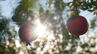 närbild på Granatäpplen i träd