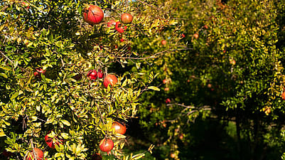 Granatäpplen i träd