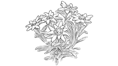 Edelweiss