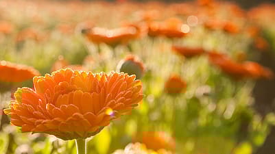 Närbild på ringblommor