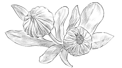 Disegno delle foglie di calendula
