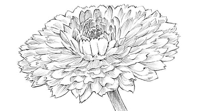 Disegno del fiore di calendula