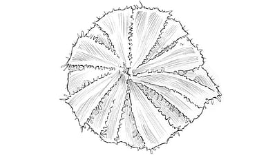 Disegno della peluria ghiandolare della calendula